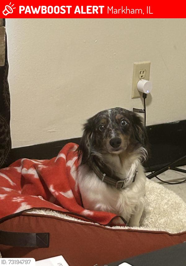 Lost Male Dog last seen Markham il, Markham, IL 60428