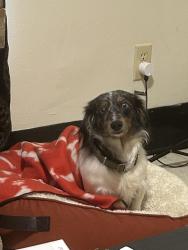 Lost Male Dog last seen Markham il, Markham, IL 60428