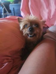 Reunited Female Dog last seen Fair oaks, Fair Oaks, CA 95628