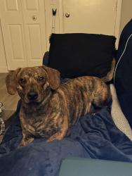 Lost Male Dog last seen waterford place at mt zion apmts, Stockbridge, GA 30281