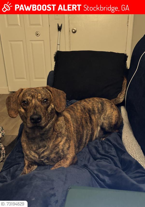 Lost Male Dog last seen waterford place at mt zion apmts, Stockbridge, GA 30281