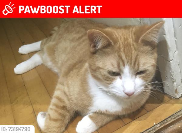 Lost Male Cat last seen Marlow Road with Cambridge road and Wickham road, Greater London, England SE20 7XN