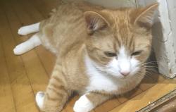 Lost Male Cat last seen Marlow Road with Cambridge road and Wickham road, Greater London, England SE20 7XN