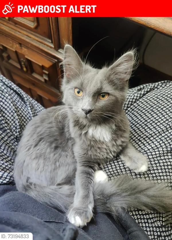 Lost Female Cat last seen On the corner where Oddy Street meets Tong Street, West Yorkshire, England 