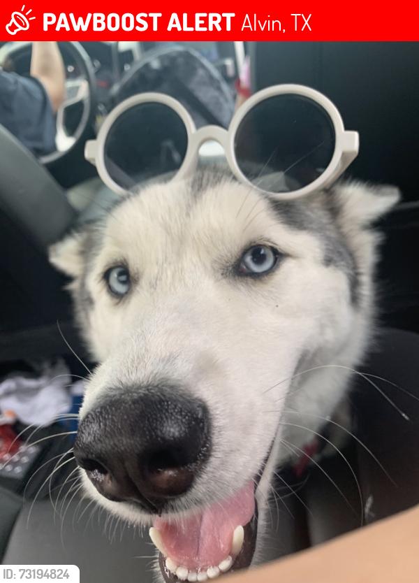 Lost Female Dog last seen Martha’s Vineyard in ALVIN, Alvin, TX 77511