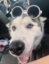 Lost Female Dog last seen Martha’s Vineyard in ALVIN, Alvin, TX 77511