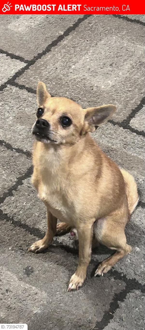 Lost Male Dog last seen Hillswood Drive, Sacramento, CA 95821