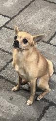 Lost Male Dog last seen Hillswood Drive, Sacramento, CA 95821