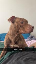 Reunited Female Dog last seen Wissahickon Ave, Cedartown, GA 30125