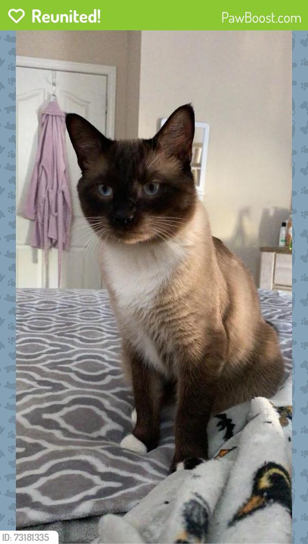 Reunited Male Cat last seen Pino Alto Pl & Firewood Dr, El Paso, TX 79938