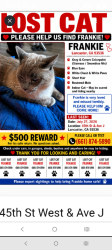 Reunited Male Cat last seen 44th st West &Ave j, Lancaster, CA 93536