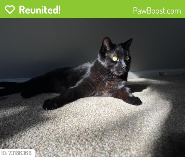 Reunited Male Cat last seen Mulberry, impala, Fort Collins, CO 80521