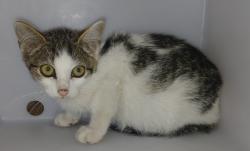 Shelter Stray Female Cat last seen 54th Street, BROOKLYN, NY, 11204, 3139 Veterans Rd W, Staten Island, NY 10309, USA