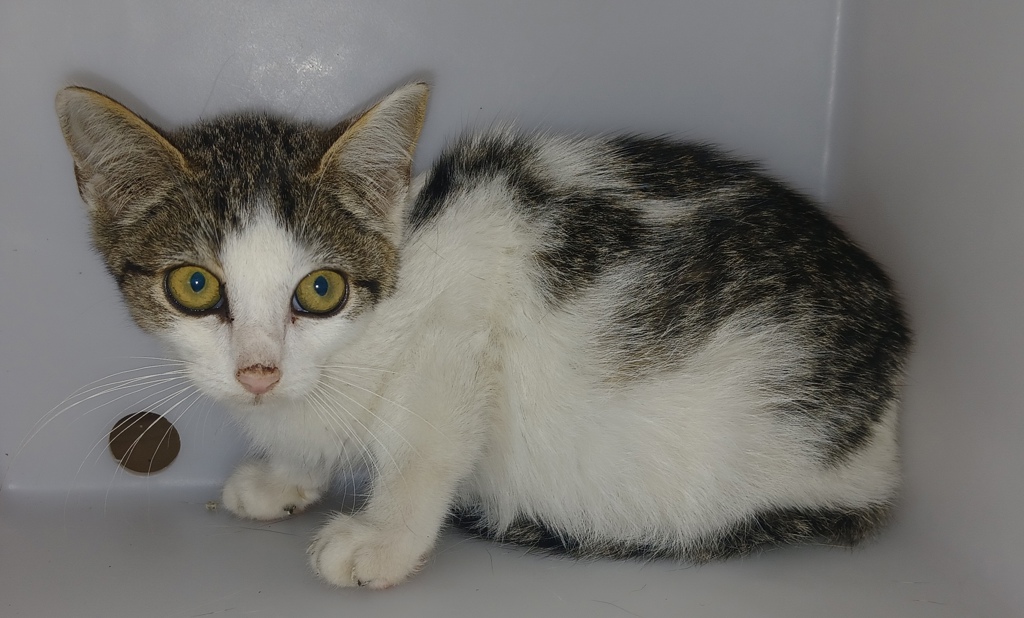 Shelter Stray Female Cat last seen 54th Street, BROOKLYN, NY, 11204, 3139 Veterans Rd W, Staten Island, NY 10309, USA