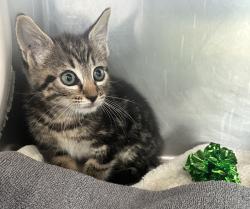 Shelter Stray Female Cat last seen Bradley Ave / South Cannon Ave - SI EXWY, STATEN ISLAND, NY, 10314, 3139 Veterans Rd W, Staten Island, NY 10309, USA