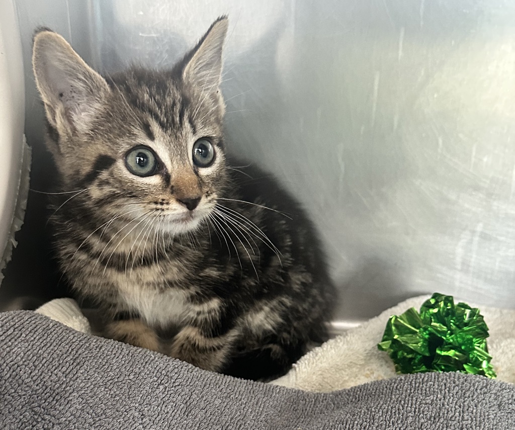 Shelter Stray Female Cat last seen Bradley Ave / South Cannon Ave - SI EXWY, STATEN ISLAND, NY, 10314, 3139 Veterans Rd W, Staten Island, NY 10309, USA
