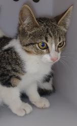 Shelter Stray Male Cat last seen 54th Street, BROOKLYN, NY, 11204, 3139 Veterans Rd W, Staten Island, NY 10309, USA