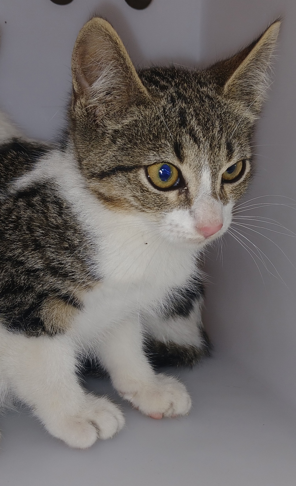Shelter Stray Male Cat last seen 54th Street, BROOKLYN, NY, 11204, 3139 Veterans Rd W, Staten Island, NY 10309, USA