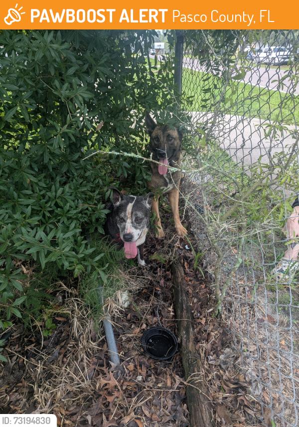 Found/Stray Female Dog last seen Hicks road church, Pasco County, FL 34669