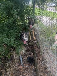 Found/Stray Female Dog last seen Hicks road church, Pasco County, FL 34669