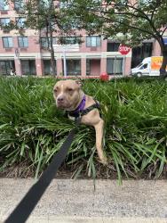 Shelter Stray Female Dog last seen Near E 214 Street, BRONX, NY, 10467, 326 E 110th St, New York, NY 10029, USA