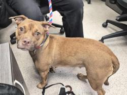 Shelter Stray Female Dog last seen Clay Avenue, BRONX, NY, 10457, 326 E 110th St, New York, NY 10029, USA