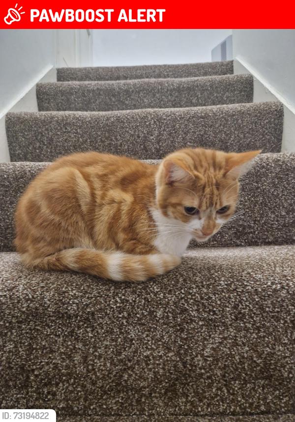 Lost Female Cat last seen Rigton Street, BD5 7NN, West Yorkshire, England BD5 7NN
