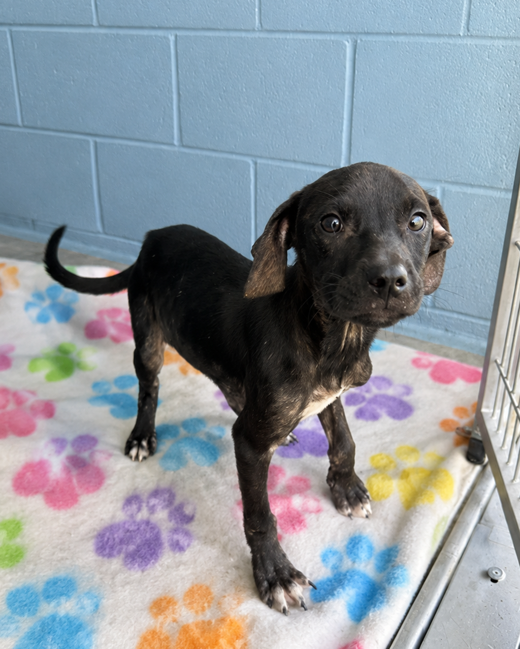 Shelter Stray Female Dog last seen Near Hebert Road, LAFAYETTE, LA, 70506, 410 Dugas Rd, Lafayette, LA 70507, USA