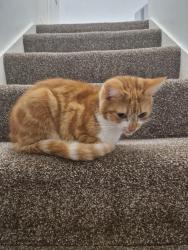 Lost Female Cat last seen Rigton Street, BD5 7NN, West Yorkshire, England BD5 7NN