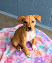 Shelter Stray Female Dog last seen Near Shantel Road, LAFAYETTE, LA, 70507, 410 Dugas Rd, Lafayette, LA 70507, USA