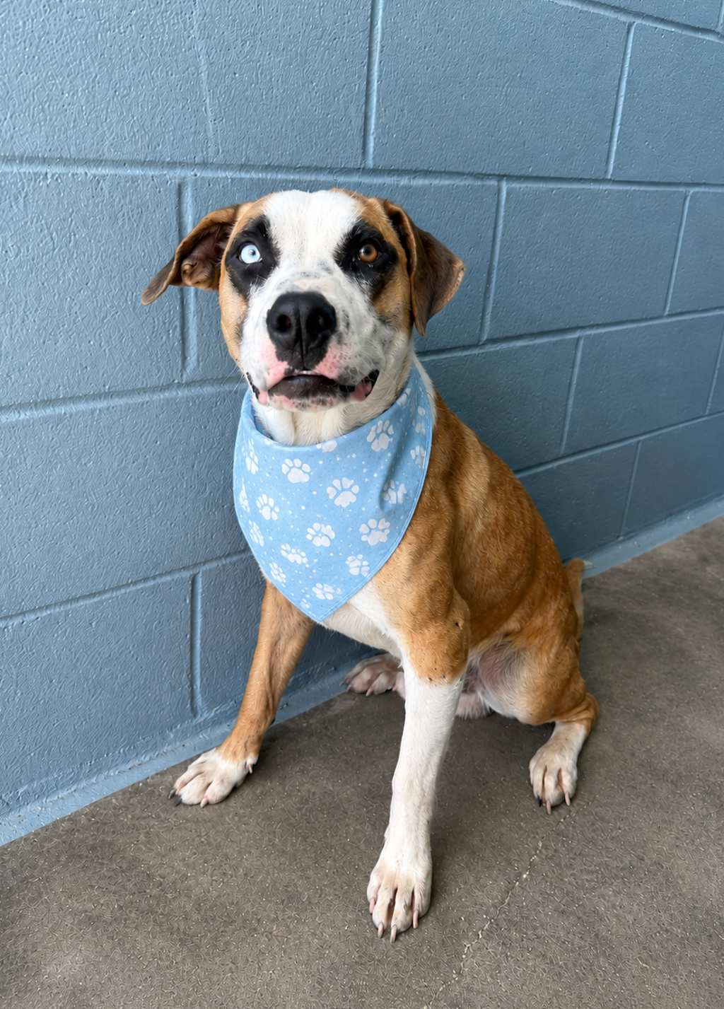 Shelter Stray Male Dog last seen Near Lake Martin Road, LAFAYETTE, LA, 70501, 410 Dugas Rd, Lafayette, LA 70507, USA