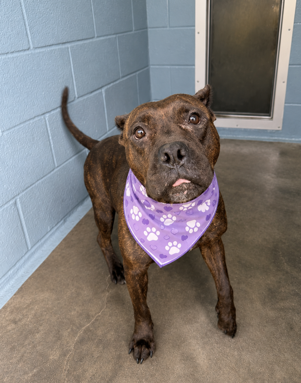 Shelter Stray Female Dog last seen Near Arthur Street, LAFAYETTE, LA, 70501, 410 Dugas Rd, Lafayette, LA 70507, USA
