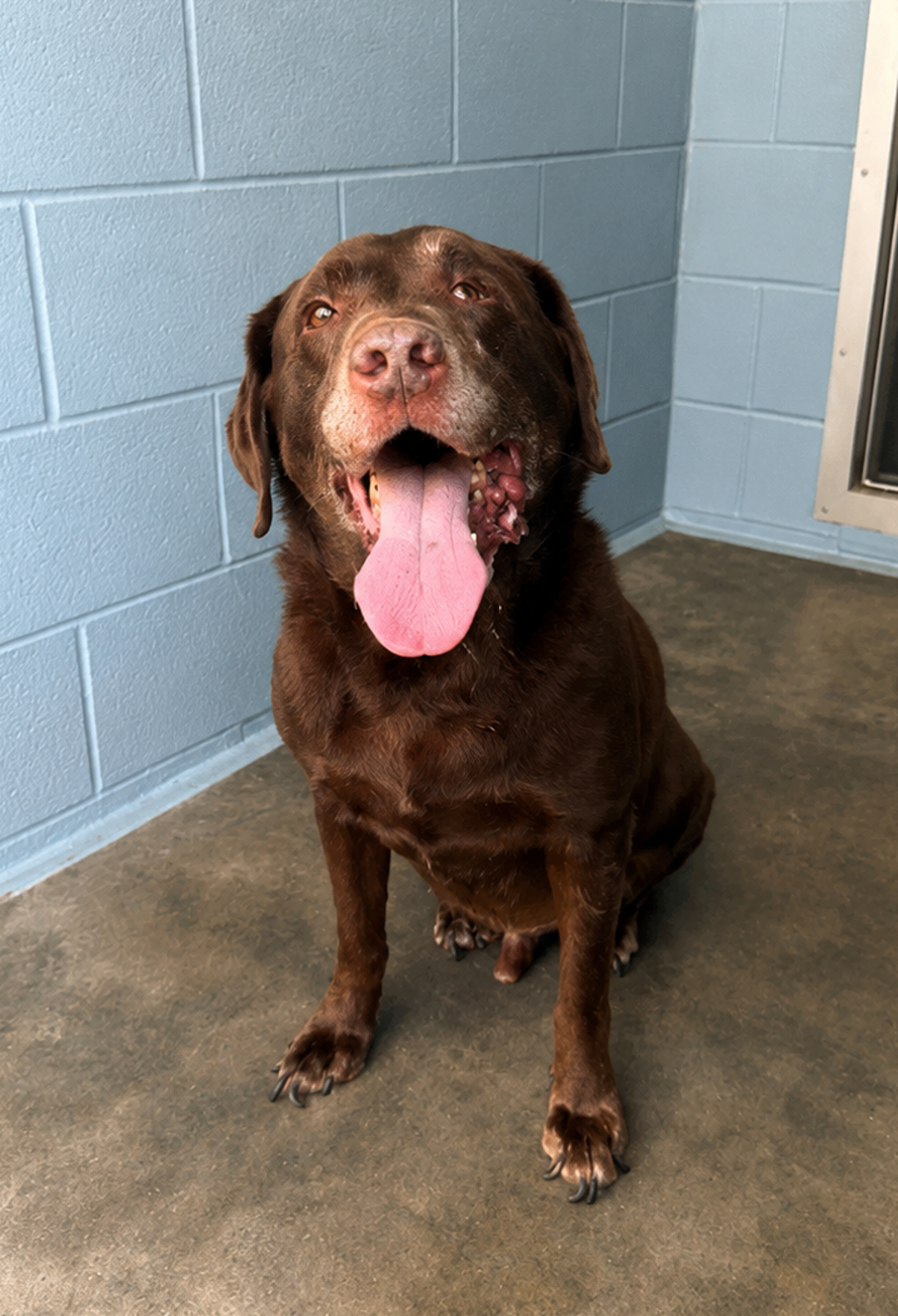 Shelter Stray Male Dog last seen Near Johnston Street, LAFAYETTE, LA, 70503, 410 Dugas Rd, Lafayette, LA 70507, USA