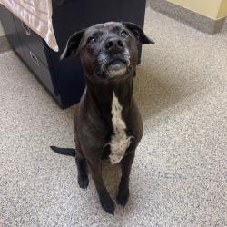 Found/Stray Female Dog last seen Haskins St and Haskins Ct, Lenexa, KS 66215