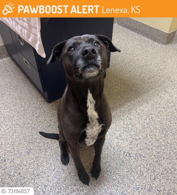 Found/Stray Female Dog last seen Haskins St and Haskins Ct, Lenexa, KS 66215