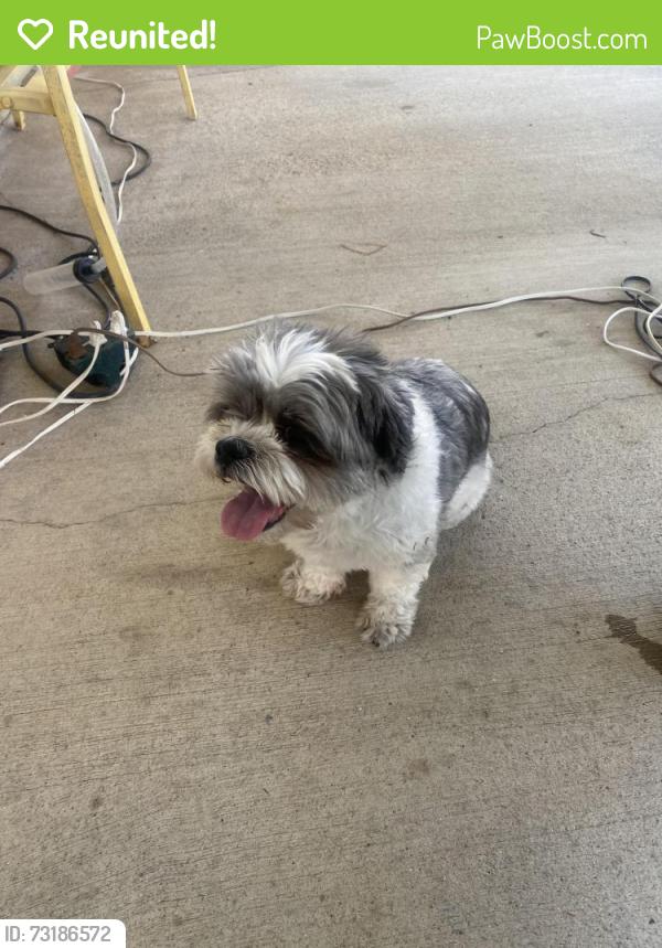 Reunited Male Dog last seen Half Moon Drive, Lake Elsinore, CA 92530
