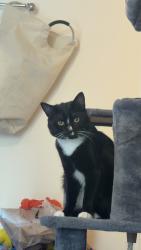 Lost Male Cat last seen Alpine Road, Surrey, England RH1 2LE