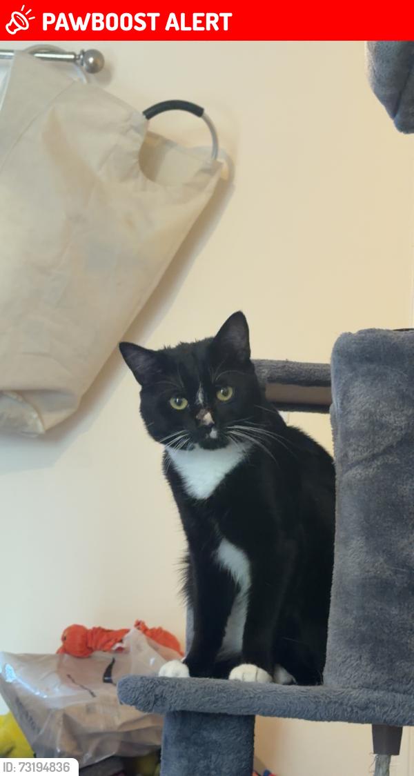Lost Male Cat last seen Alpine Road, Surrey, England RH1 2LE