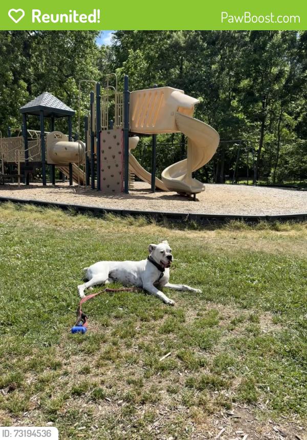 Reunited Female Dog last seen College Hill area, Greensboro, NC 27403