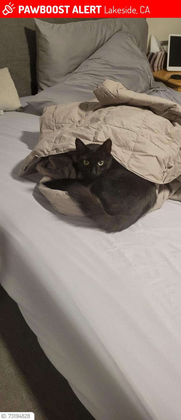 Lost Male Cat last seen Old hwy 80, Lakeside, CA 92040