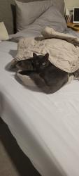 Lost Male Cat last seen Old hwy 80, Lakeside, CA 92040