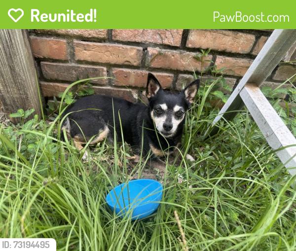 Reunited Unknown Dog last seen Firetower Rd, Semmes, AL 36575, USA, Semmes, AL 36575