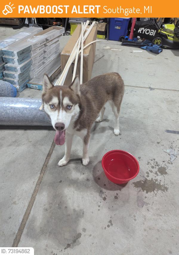 Found/Stray Male Dog last seen Near Irene Southgate Michigan 48195, Southgate, MI 48195