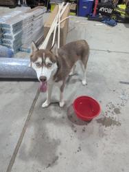 Found/Stray Male Dog last seen Near Irene Southgate Michigan 48195, Southgate, MI 48195