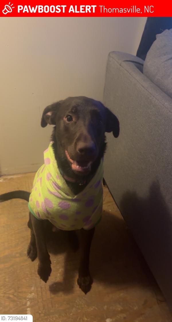 Lost Male Dog last seen Near sullivan rd, Thomasville, NC 27360