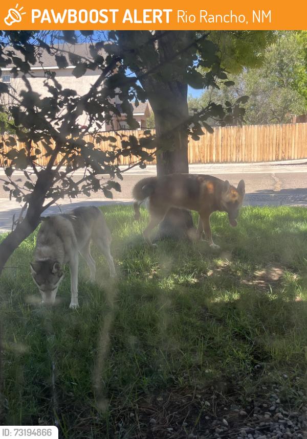 Found/Stray Unknown Dog last seen near northern meadows, Rio Rancho, NM 87144