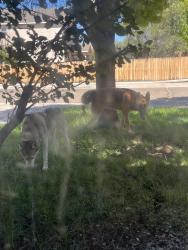 Found/Stray Unknown Dog last seen near northern meadows, Rio Rancho, NM 87144