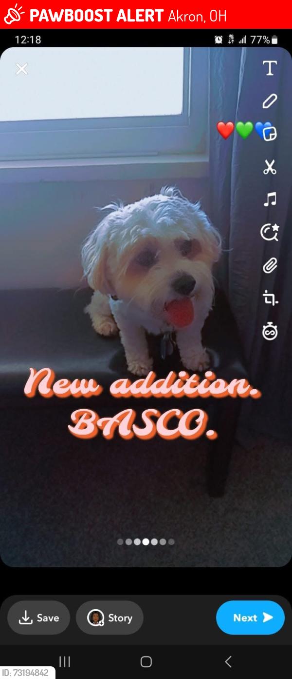 Lost Male Dog last seen Near Carnegie Ave Akron Ohio, Akron, OH 44314