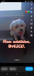 Lost Male Dog last seen Near Carnegie Ave Akron Ohio, Akron, OH 44314