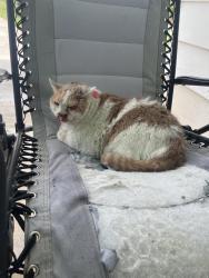 Reunited Unknown Cat last seen Pizza hse, Travelers Rest, SC 29690